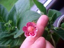 kohleria Lucky Lucifer