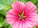 malope