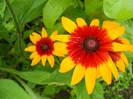 rudbeckia