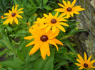 rudbeckia