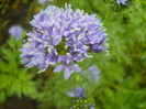 gilia