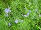 gilia