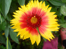 gaillardia