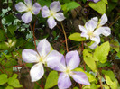 clematita