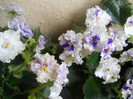 violeta