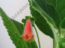 New - Kohleria Tjurig Björn