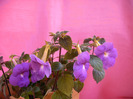 Achimenes