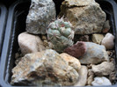 ORTEGOCACTUS macdougali