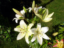 DSC00390