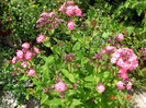 DSC00434