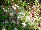 DSC00457