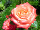DSC00477