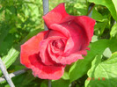 DSC00478