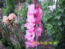 cea mai inalta gladiola