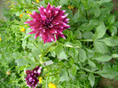 DSC02037