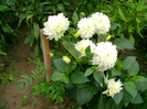 DSC02038