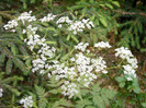 IMAG0052