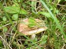 IMAG0060