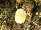 IMAG0061