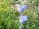 IMAG0071