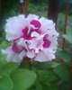 Fotogr.0397