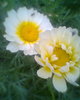 Fotogr.0399