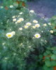 Fotogr.0398