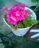 Fotogr.0408