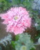 Fotogr.0411