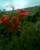 Fotogr.0433