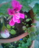 Fotogr.0437