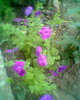 Fotogr.0443