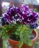 Fotogr.0471