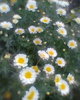 Fotogr.0479