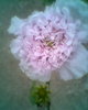 Fotogr.0484