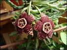 Stapelia (poza preluata de pe net doar pt. exemplificare)