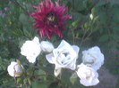 Trandafir alb si dahlia