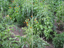 Rosi,busuioc,flori 30.06.2011