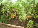 Primele rosii care se coc in solar 30.06.2011