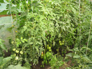 Rosii in solar 30.06.2011