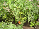 Rosii soiul Rila 30.06.2011