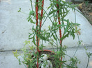 Kedrostris africana  (L.) Cogniaux 1881