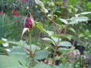 P5166186