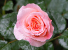 Augusta Luise