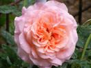 Augusta Luise