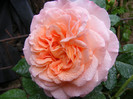 Augusta Luise