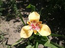 tigridia galbena