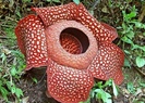 rafflesia