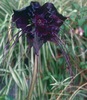 Tacca Chantrieri