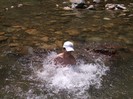 balaceala